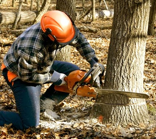 Tree Removal in Council, NC